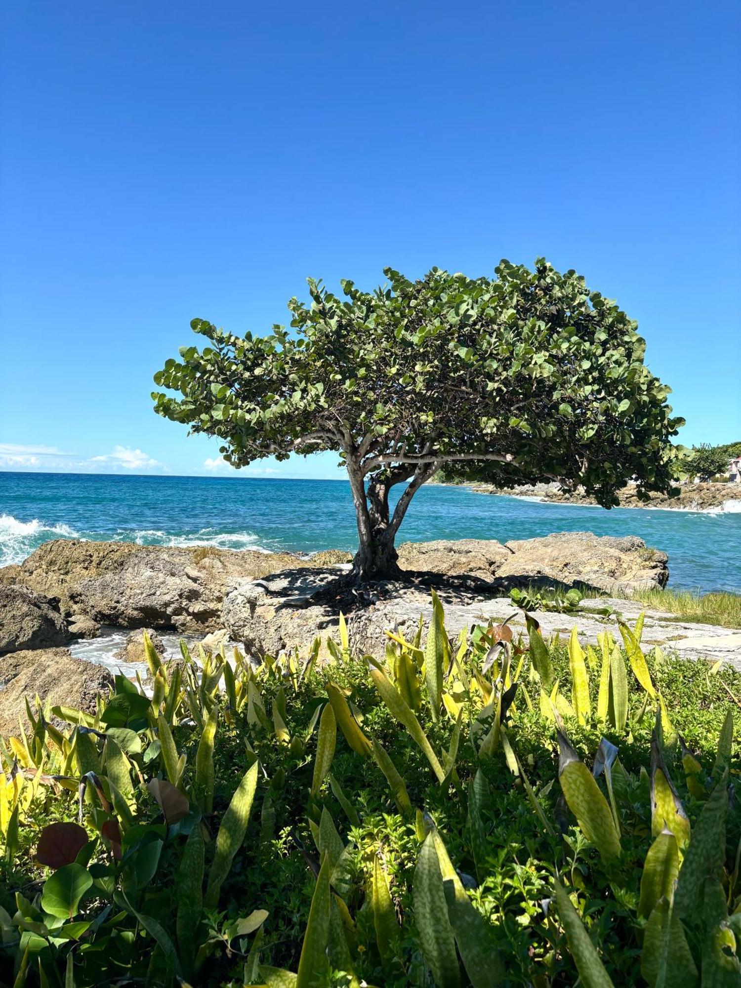 Gites Les Bienheureux - Piscine, Hamak, Terrasse Anse-Bertrand Exteriér fotografie